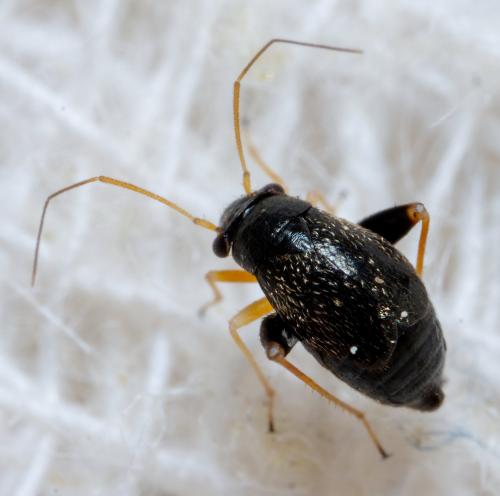 Réf. 284 288 : Halticus macrocephalus